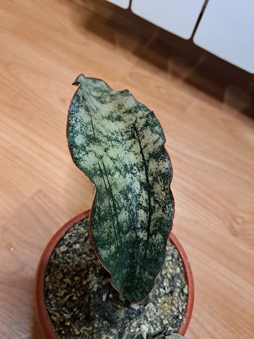 Сансевієрія "Кіркі Бромн Розетте"