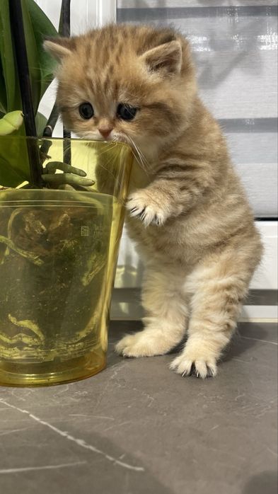 Кошеня шотландська шиншила