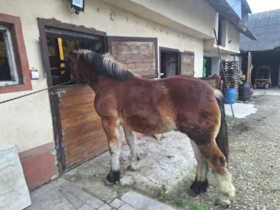 Sprzedam ogierka zimnokrwistego