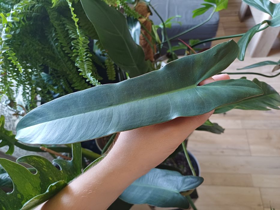 Philodendron atabapoense