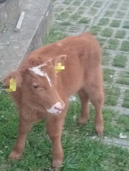 Sprzedam dwa byczki