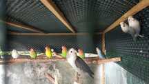 Aves exoticas para cedencia