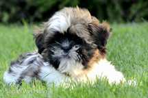 Shih-tzu-szczenie