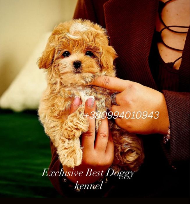 Шик і ексклюзив-цуценята VIP mini мальтіпу. Мальтіпу. Міні мальтіпу ф1