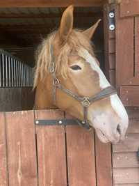Klacz - polski koń