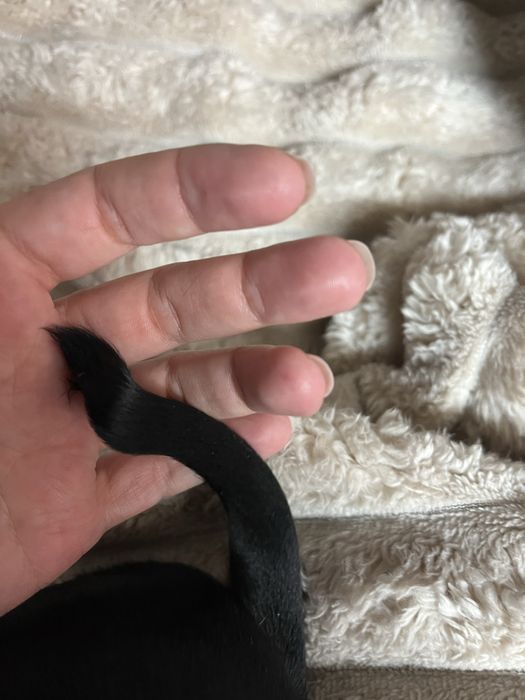 Продається хлопчик такса