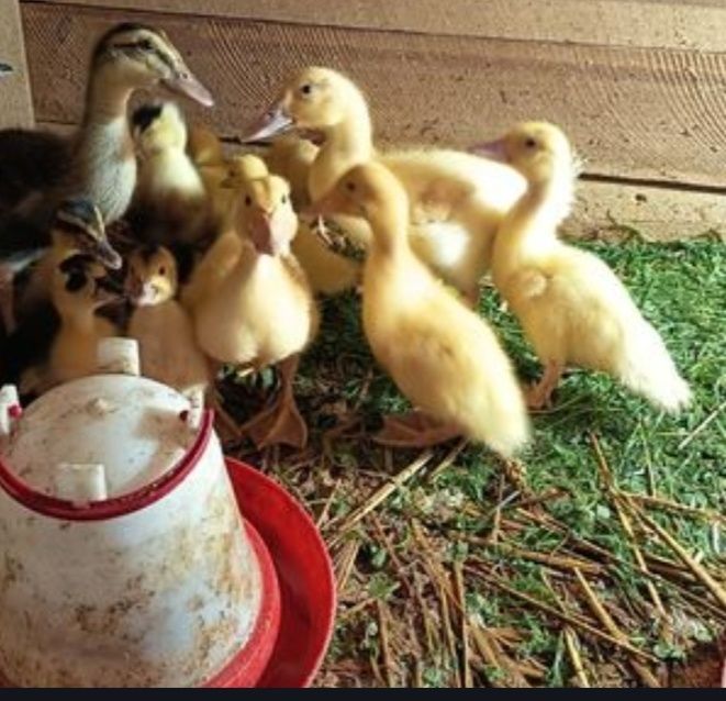 Kaczki biegusy jednodniowe