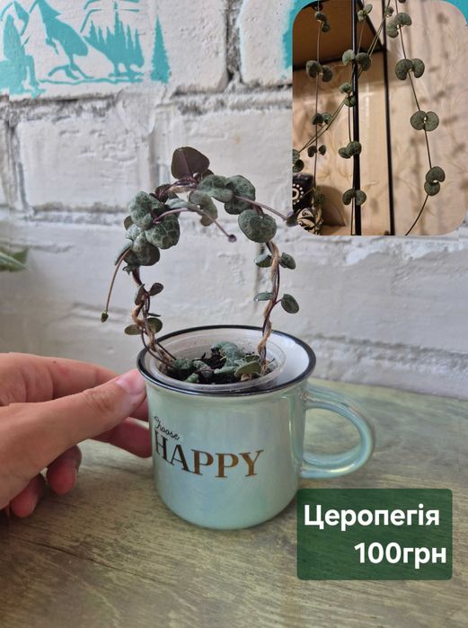 Традесканція Альбіфлора|Зебріна|YellowHill|Гібазис|Пеперомія|Сингоніум
