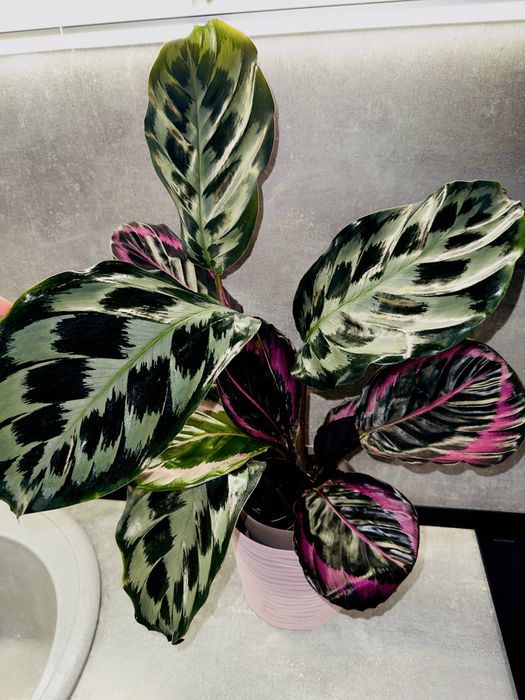 Калатея Kennedi Surpstar