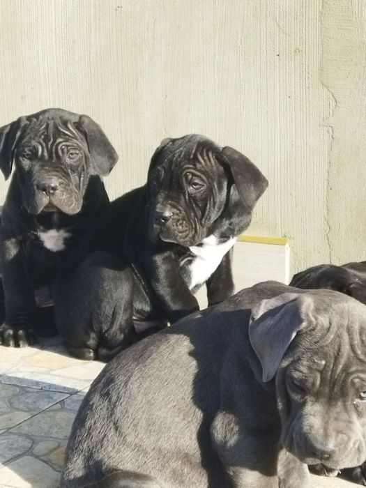 Кане-корсо щенки