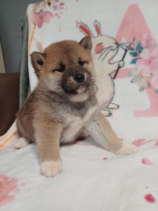 Shiba inu-dziewczynka Pina