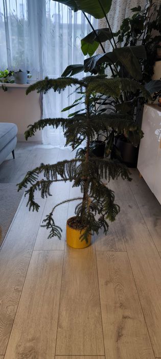 Araukaria wyniosła 1m