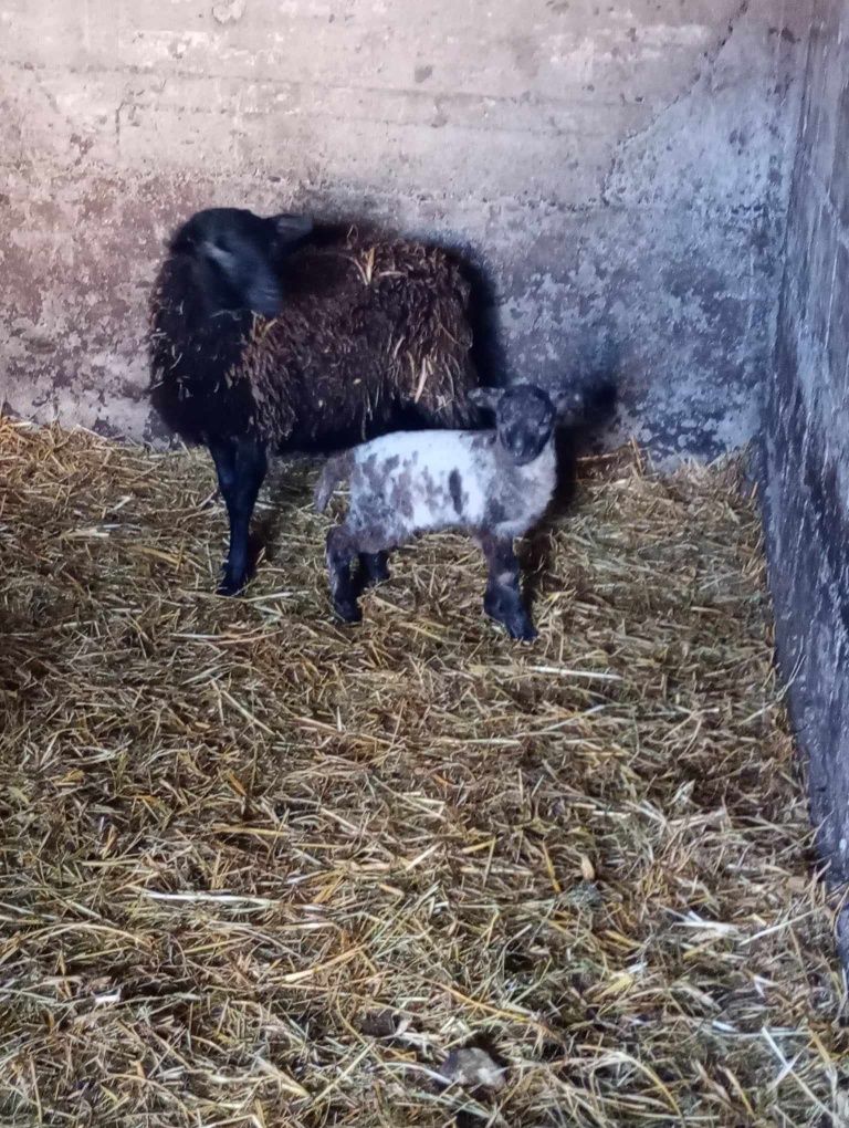 Sprzedam owcę kameruńską.