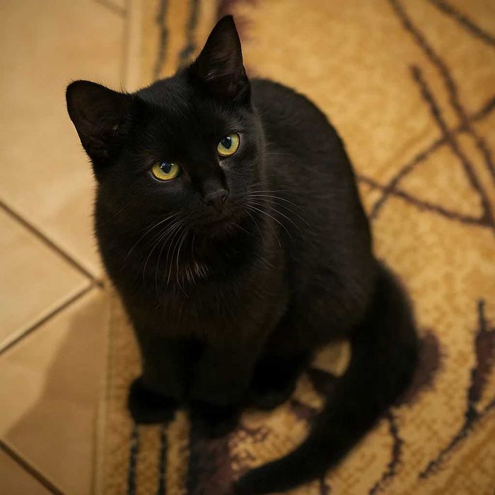 Urocza czarna kotka do adopcji