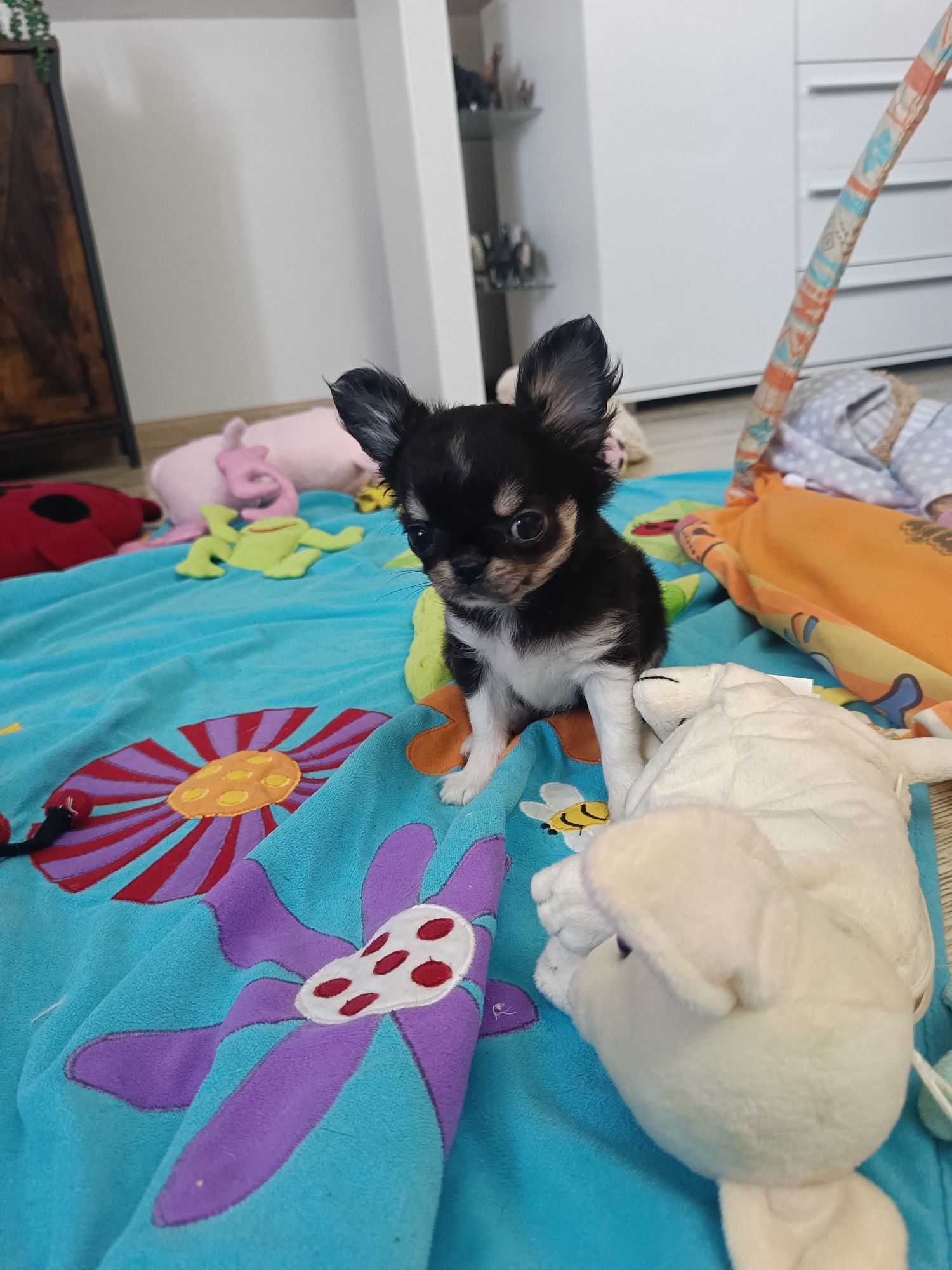 *** Cudna Mini Laleczka Chihuahua *** Gotowa do odbioru ***