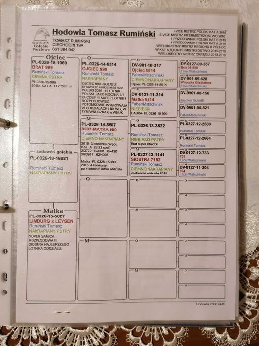 samiczka org. Tomasz Rumiński gołębie pocztowe