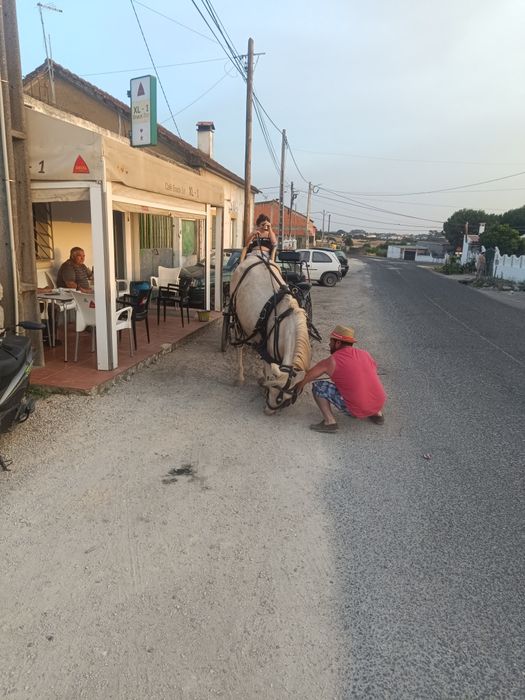 Para venda égua Isabel