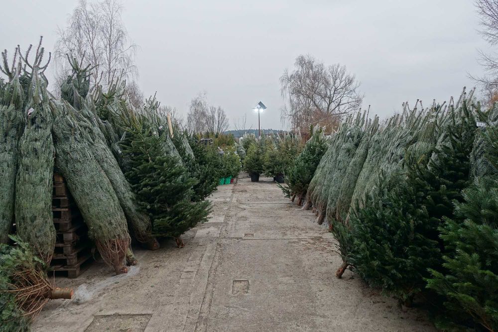 CHOINKI ŁÓDŹ EXTRA Jodła cięta, Świerk, Jodła rosnące w donicach