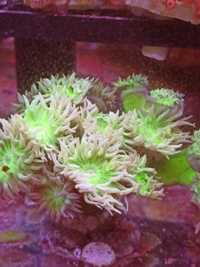 Koralowce LPS Duncanopsammia (Dunka) morskie