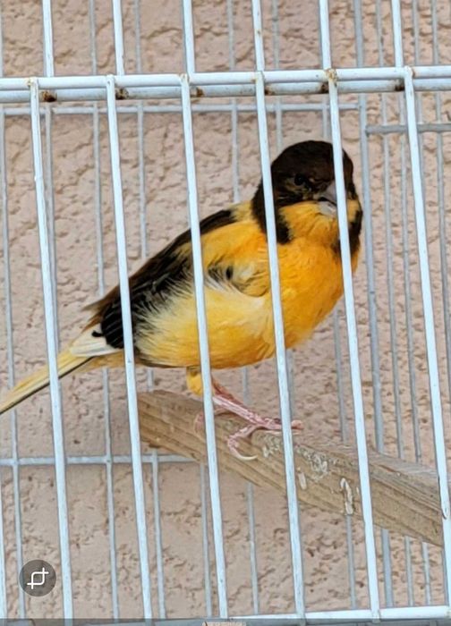 Canarios machos de 2024