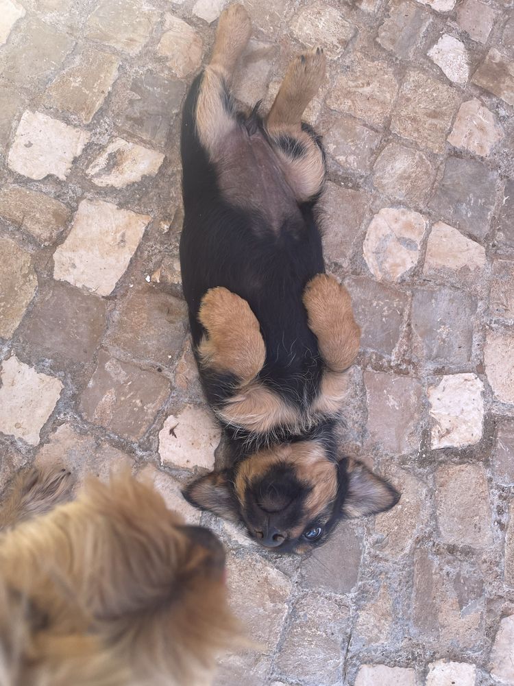 2 cadelas para doar