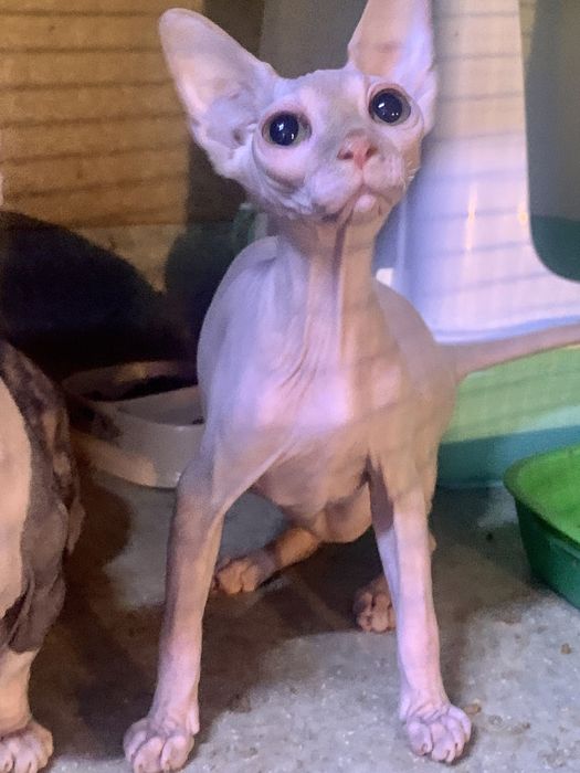 Бамбіно, ельф, сфінкс