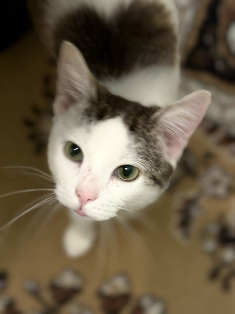 Благаю !!! Кошеня, коти, кіт, кішка, котик, прочитайте опис