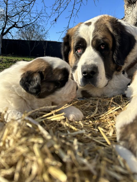 Щенки Московские стороживые