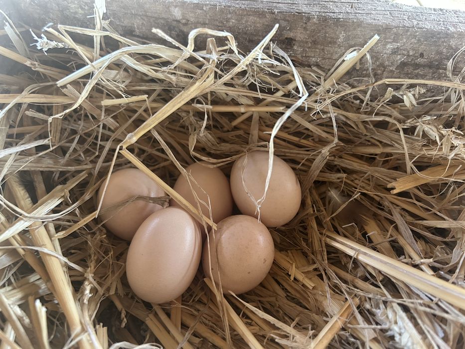 Ovos de galinha raça ( Serema ) .