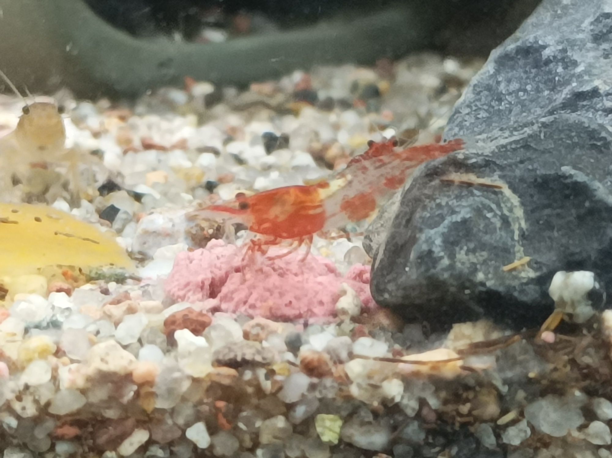 Krewetki neocaridina  Red rili