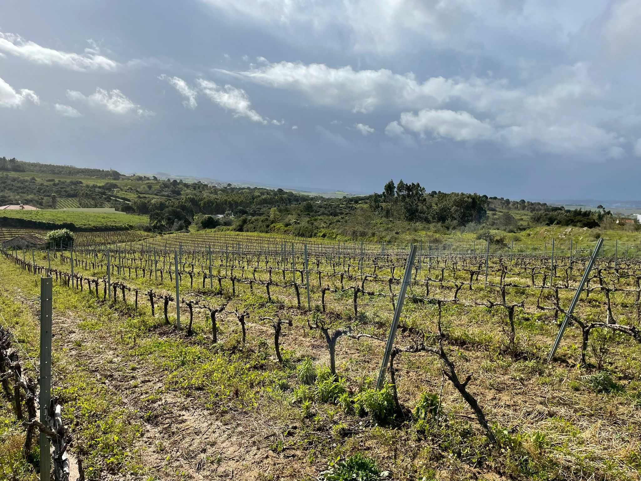 2 hectares vinha com lote moradia para quintas ou enoturismo