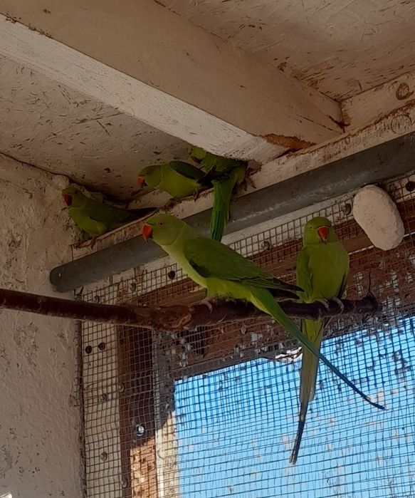 Aleksandrety obrożne