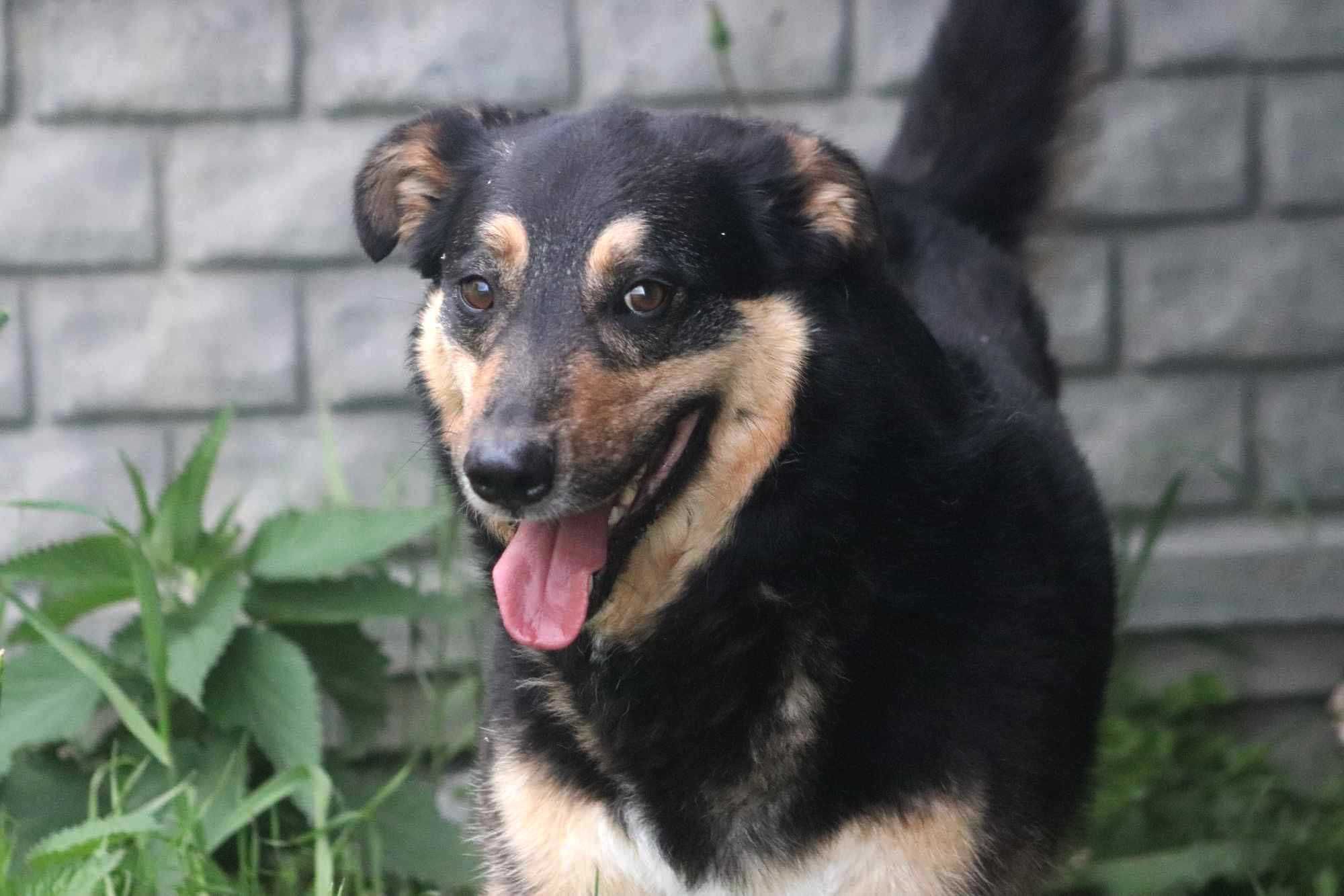 MIŚKO spójrz, pokochaj, adoptuj
