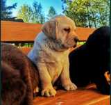 Rodowodowe Szczenięta Labrador Retriever z Rodowodem SWKiPR