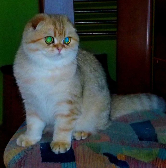 Kotka Szkocka Zwisłoucha PZF WCF Zachodniopomorskie,