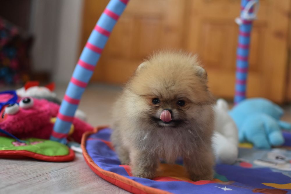 Супер міні Хлопчик