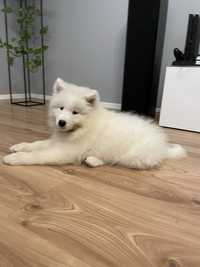 Samoyed ostatni Pies FCI/ZKwP !!