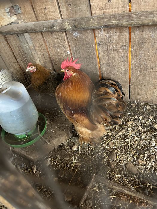 Trio de pekins..