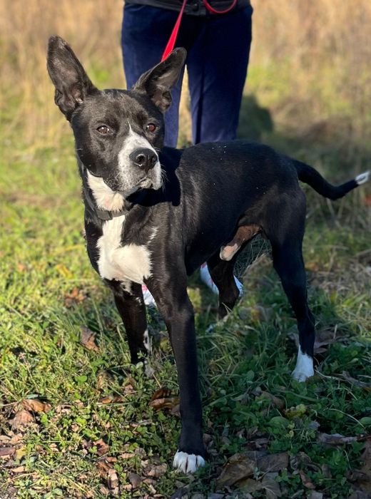 Wedel słodki jak czekolada szuka domku