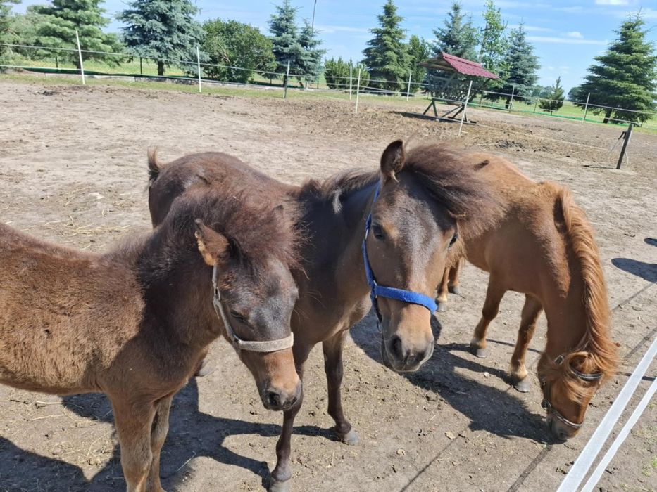 Sprzedam z paszportem Klacz kuc/kucyk