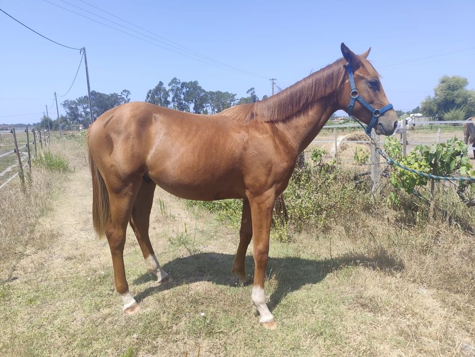 Poldro zangersheide 1 ano