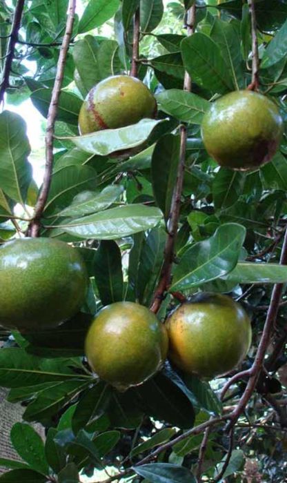 Árvore LÚCUMA Baunilha SUPER FRUTO - portes grátis