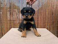 Rottweiler szczenię FCI ZKwP szczeniak pies TOP