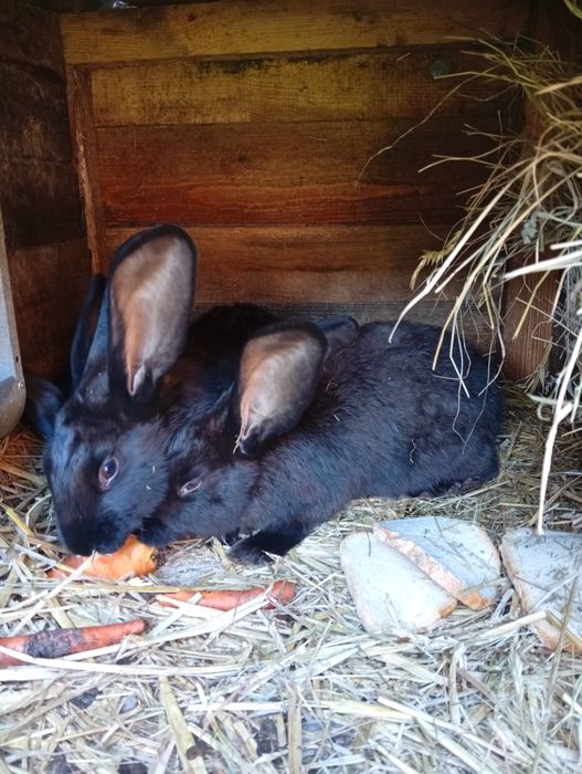 Sprzedam młode srokacze niemieckie