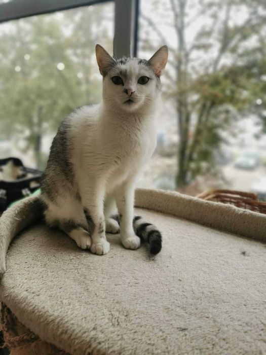 Urocza i spokojna Milka szuka kochającego domu