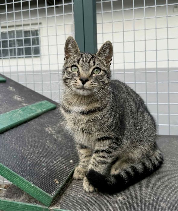 Przeuroczy Fionek poleca się do adopcji!