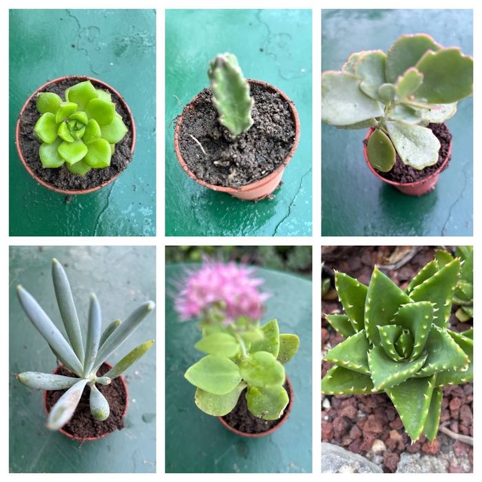 Suculentas com raizes 0,25€