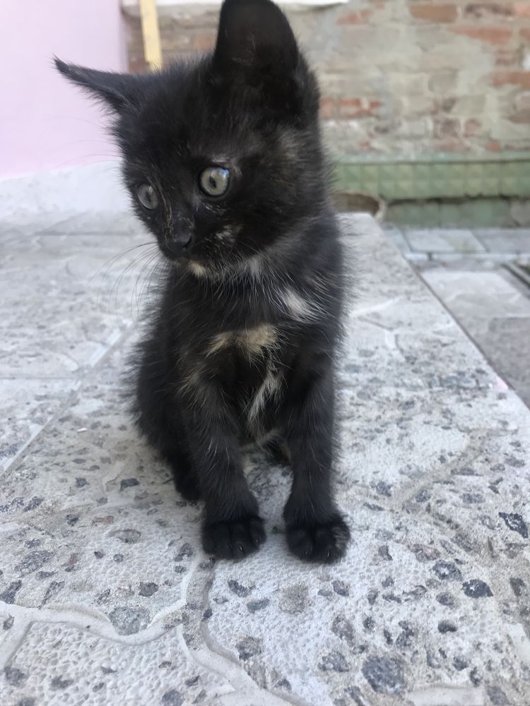 Отдам кошечку