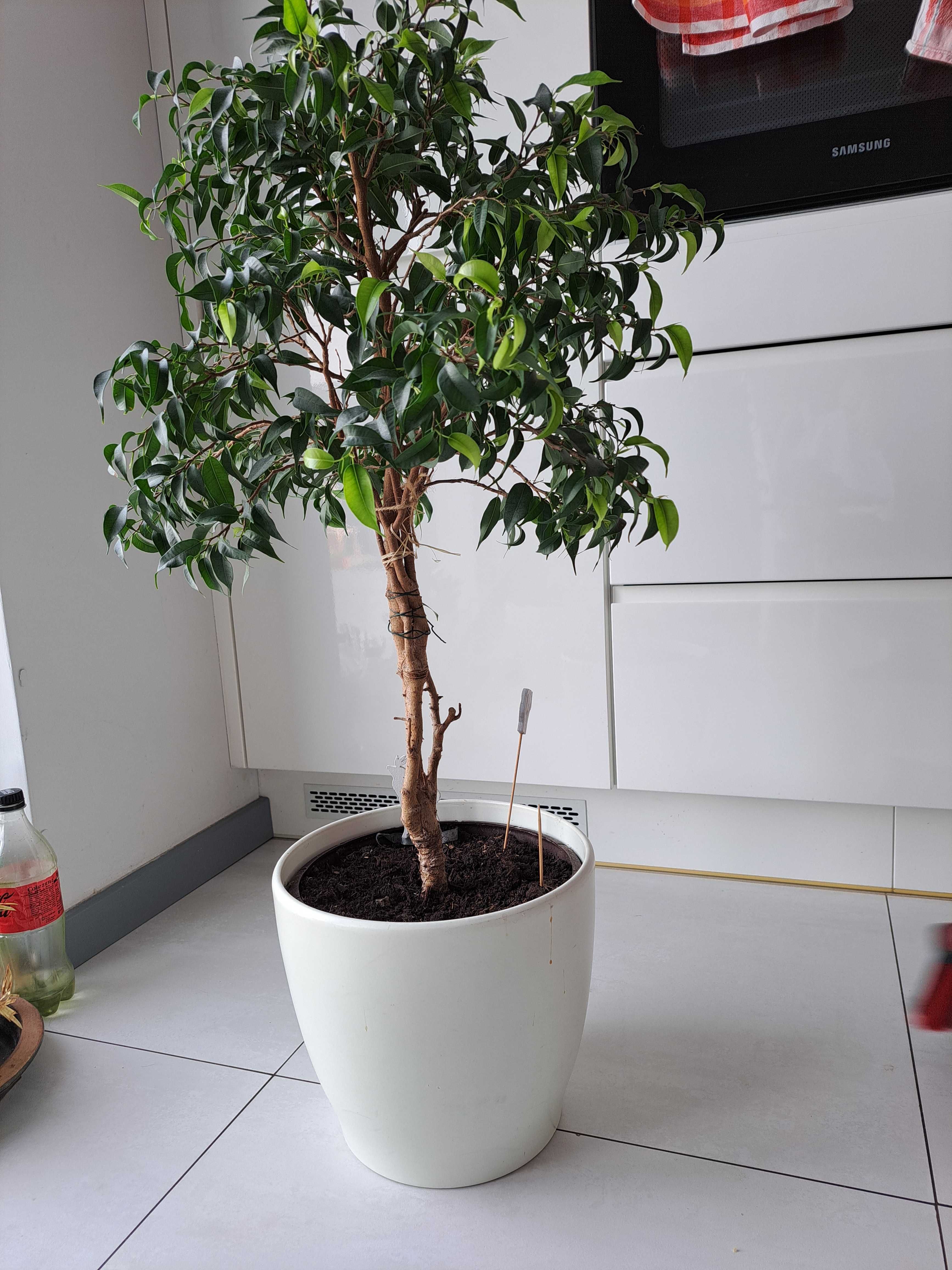 Kwiat ficus benjamin