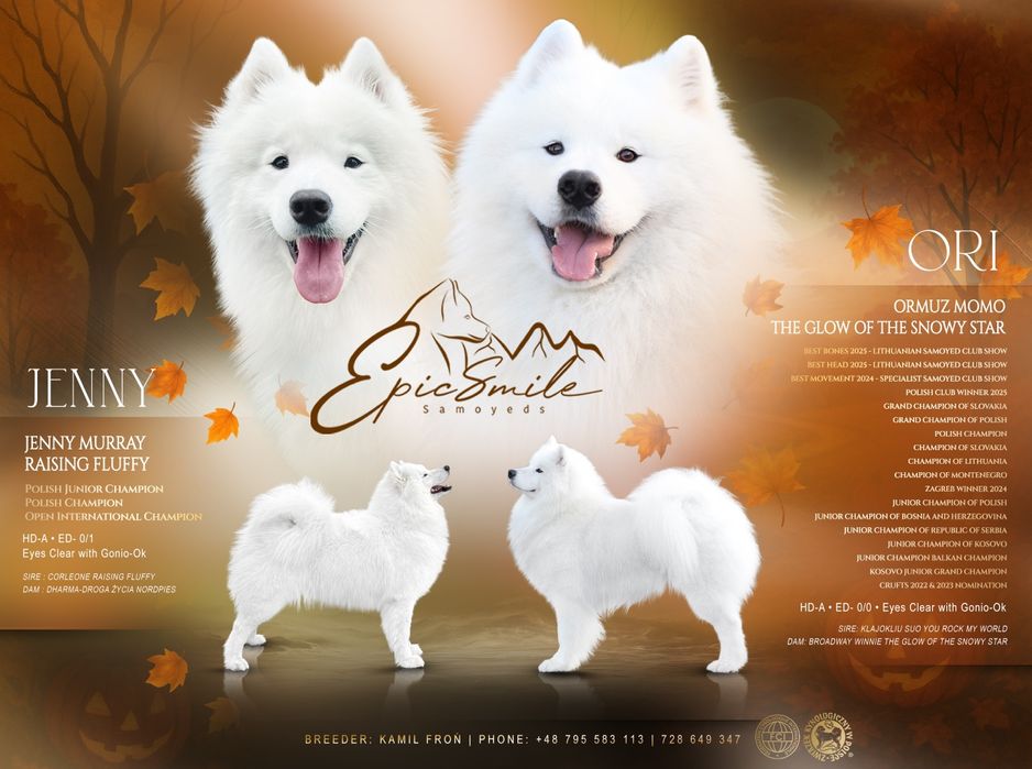 Zapowiedź miotu Samoyed listopad 2025 Epic Smile FCi
